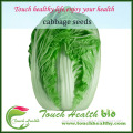 2016 Touchhealthy supply Cylindrical shape hybrid cabbage seeds